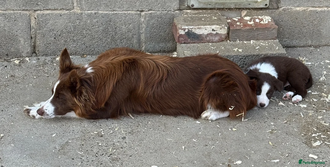 Border Collie dogs for sale: Gorgeous KC reg red and white border collies - Advert 15