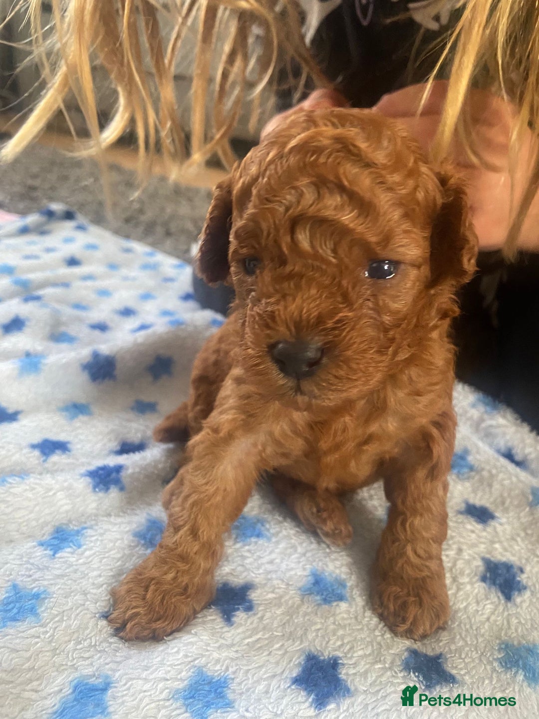 Cavapoochon dogs for sale: Cavapoochons!!🐶 ONLY ONE BOY LEFT!!  - Image 11