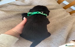 Cocker Spaniel dogs for sale: Working Cocker Spaniel Puppies  - Image 15