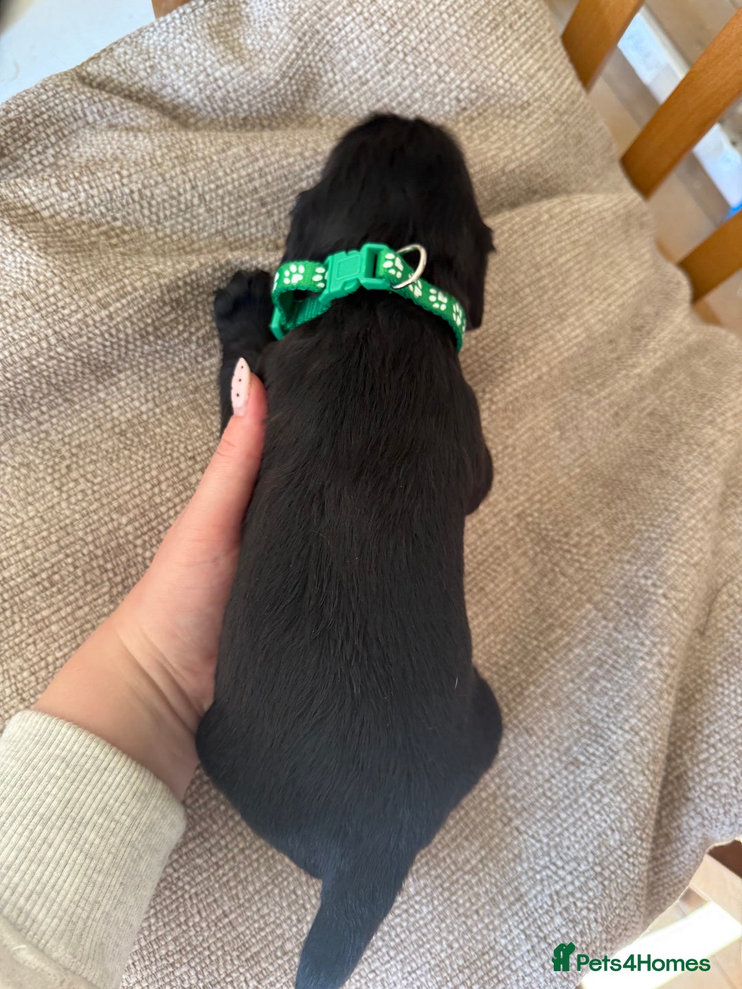 Cocker Spaniel dogs for sale: Working Cocker Spaniel Puppies  - Image 15