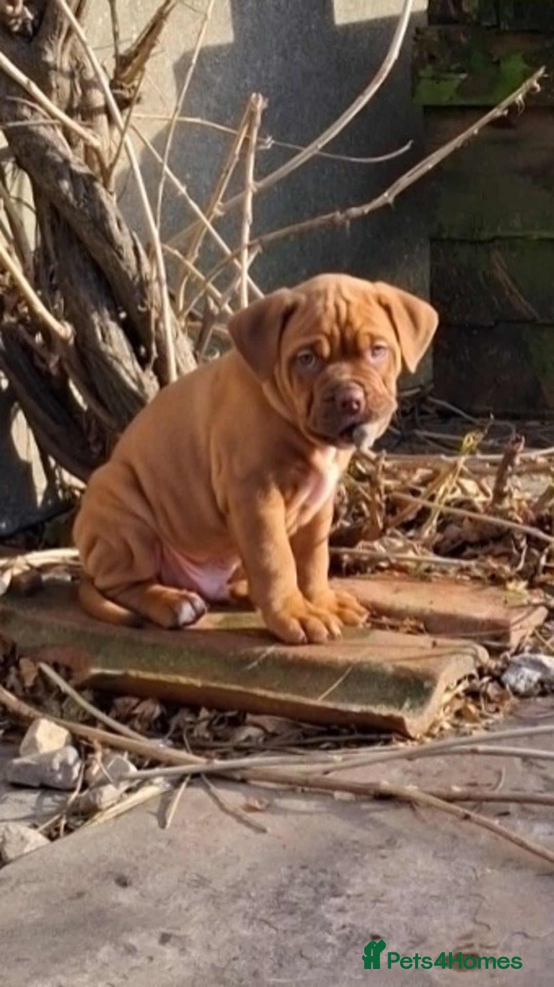 Mixed Breed dogs for sale: Beautiful chunky pups  - Advert 24