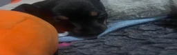 Dachshund dogs for sale: 1 girl wanting to find her forever sofa - Advert 22