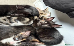 RagaMuffin cats for sale: Ragamuffin kittens  - Image 1
