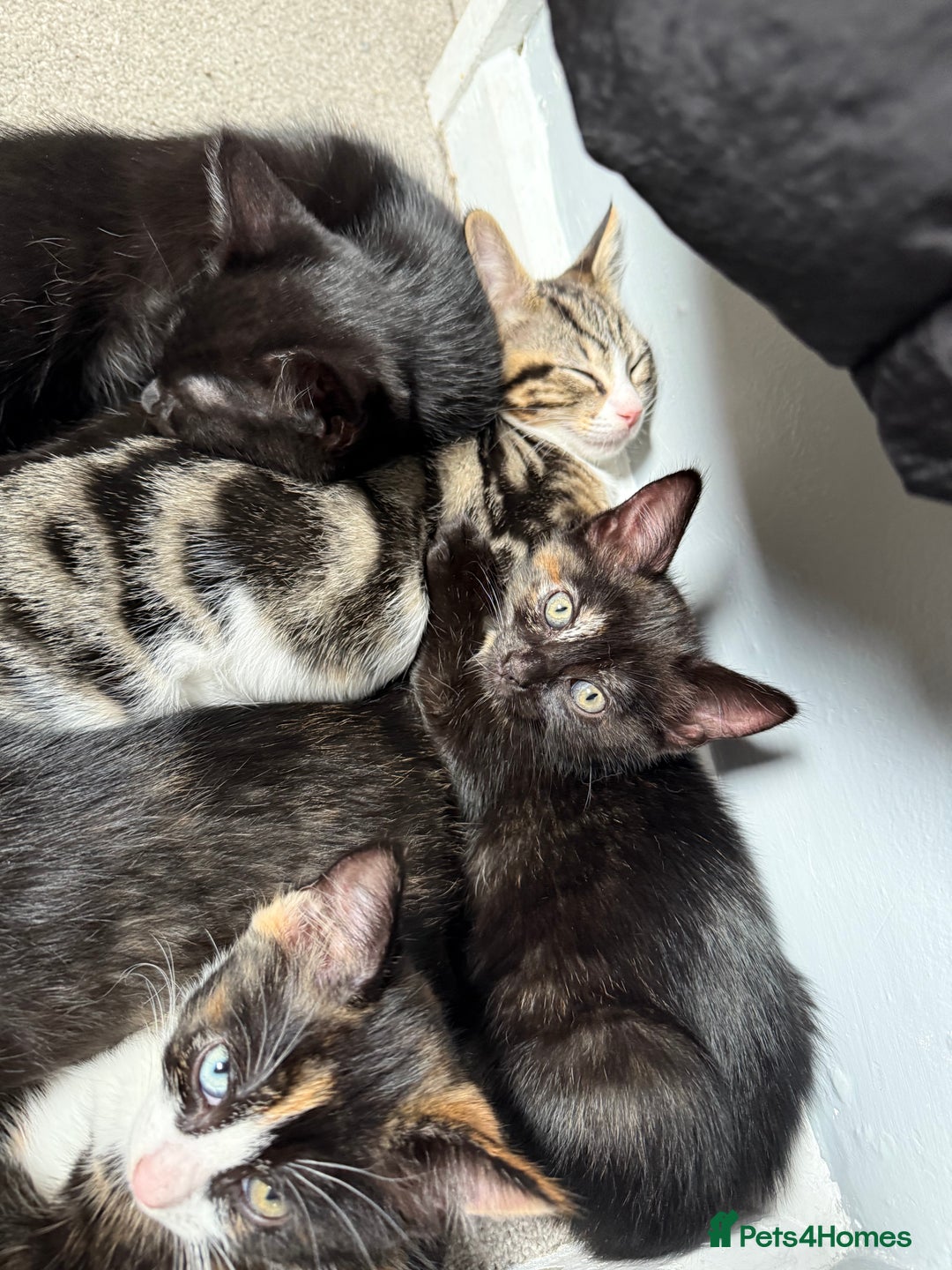 RagaMuffin cats for sale: Ragamuffin kittens  - Image 1
