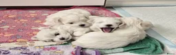 Maltese dogs for sale: Sweet little Maltese puppies  - Advert 1