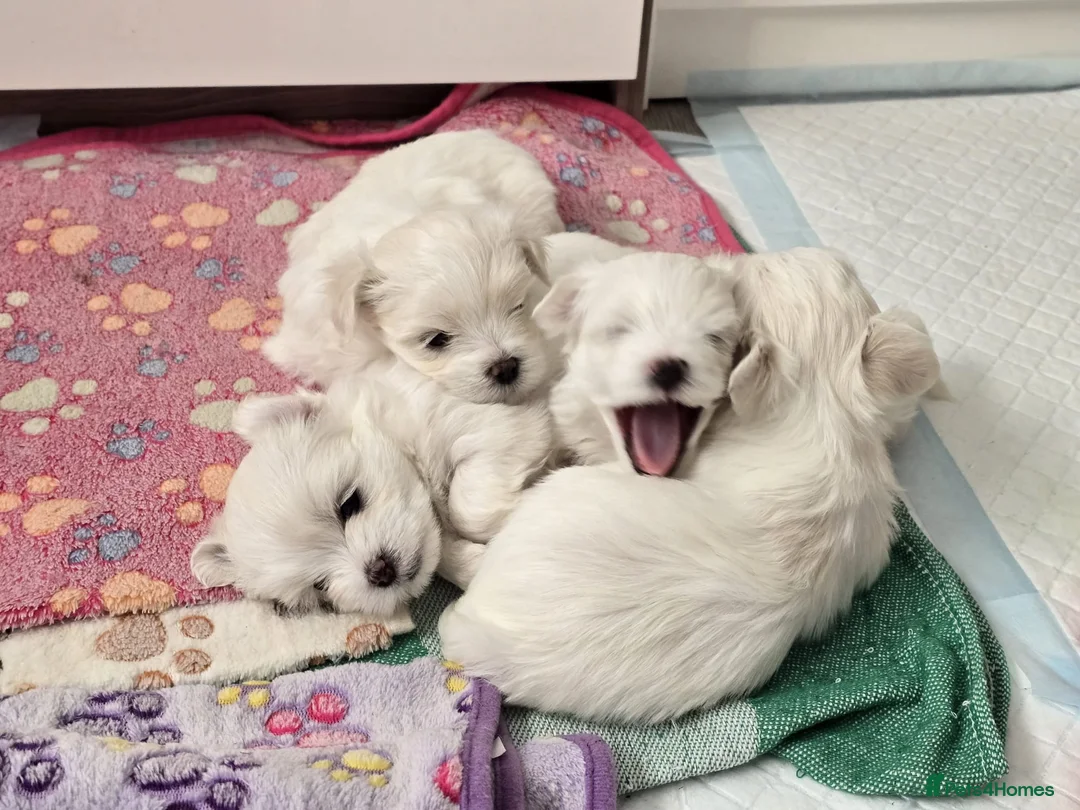 Maltese dogs for sale: Sweet little Maltese puppies  - Advert 1