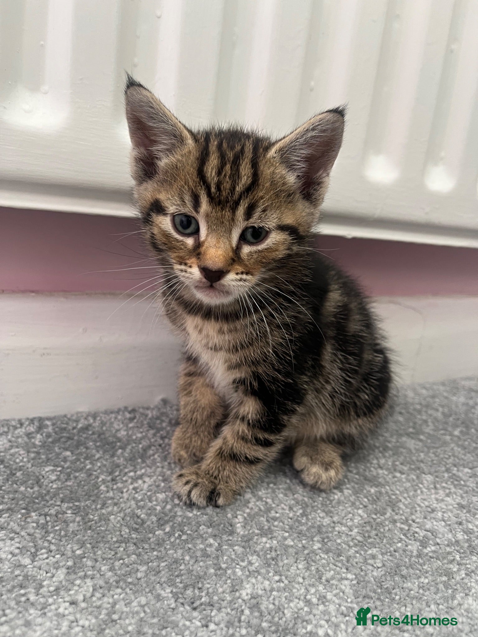 Mixed Breed cats 5 beautiful kittens for sale - Advert 17