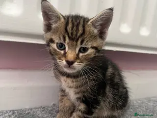 Mixed Breed cats 5 beautiful kittens for sale - Advert 9