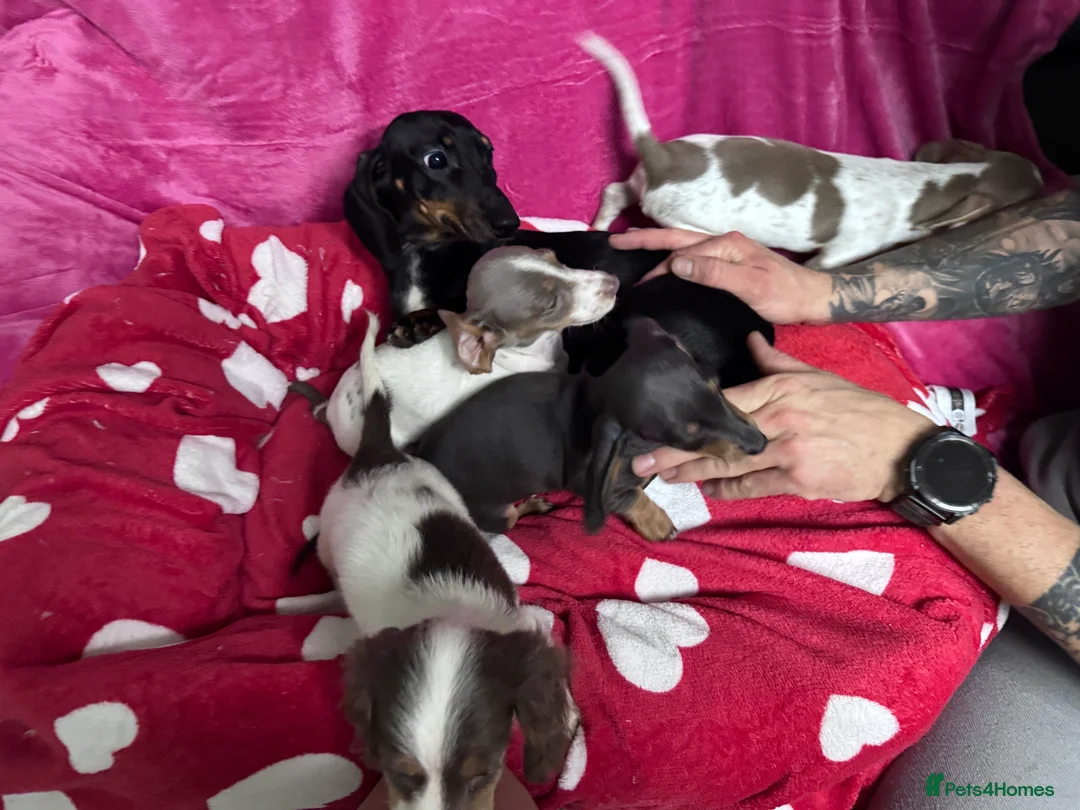 Miniature Dachshund dogs for sale: 4 cute piebald miniature dachshunds available  - Advert 3