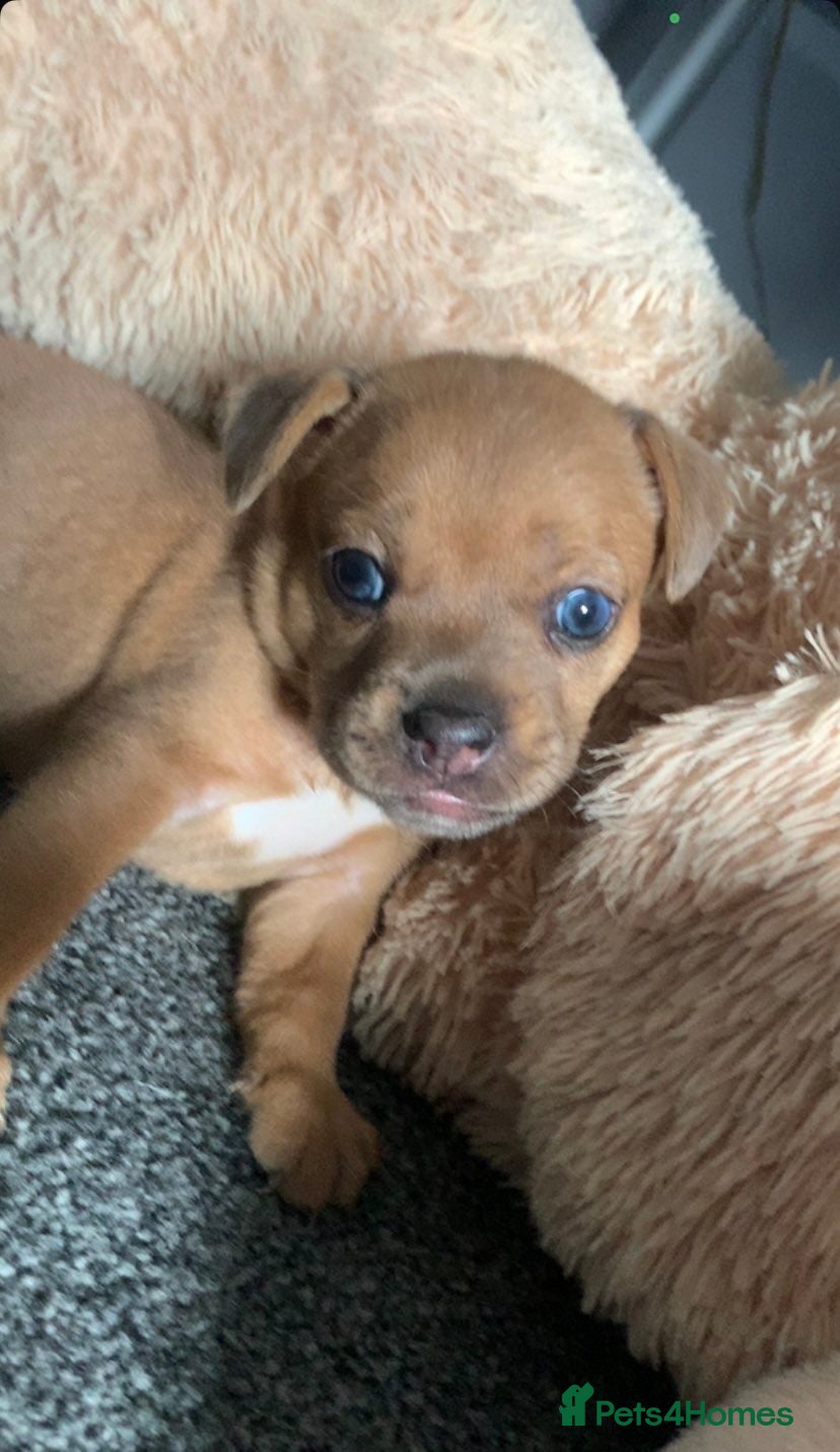 Mixed Breed dogs Frenchie cross daschund pups  - Advert 7