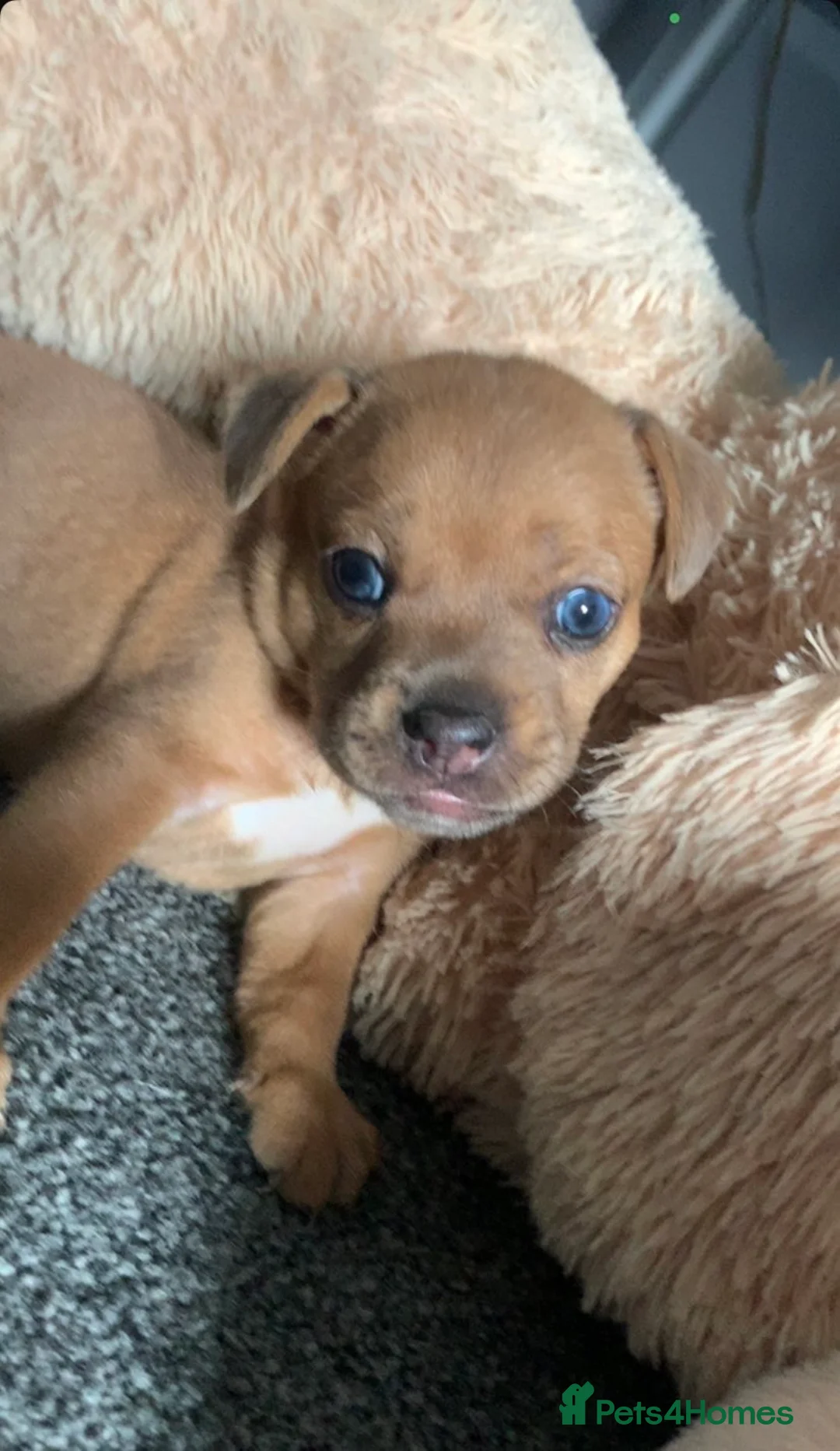 Mixed Breed dogs for sale: Frenchie cross daschund pups  - Advert 1