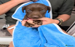 Mixed Breed dogs for sale: Small Jack Russell X Cocker Spaniel Puppies  - Image 2