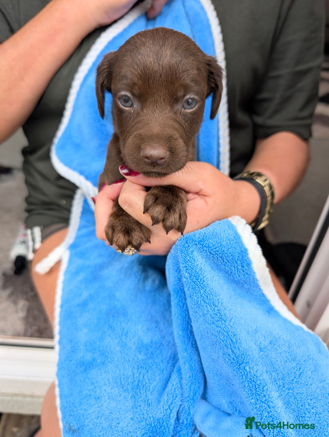 Mixed Breed dogs for sale: Small Jack Russell X Cocker Spaniel Puppies  - Image 2