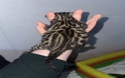 Bengal cats for sale: Stunning Bengal kittens - Image 4