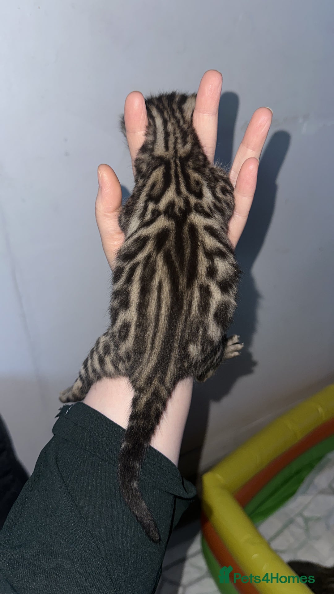 Bengal cats for sale: Stunning Bengal kittens - Image 4