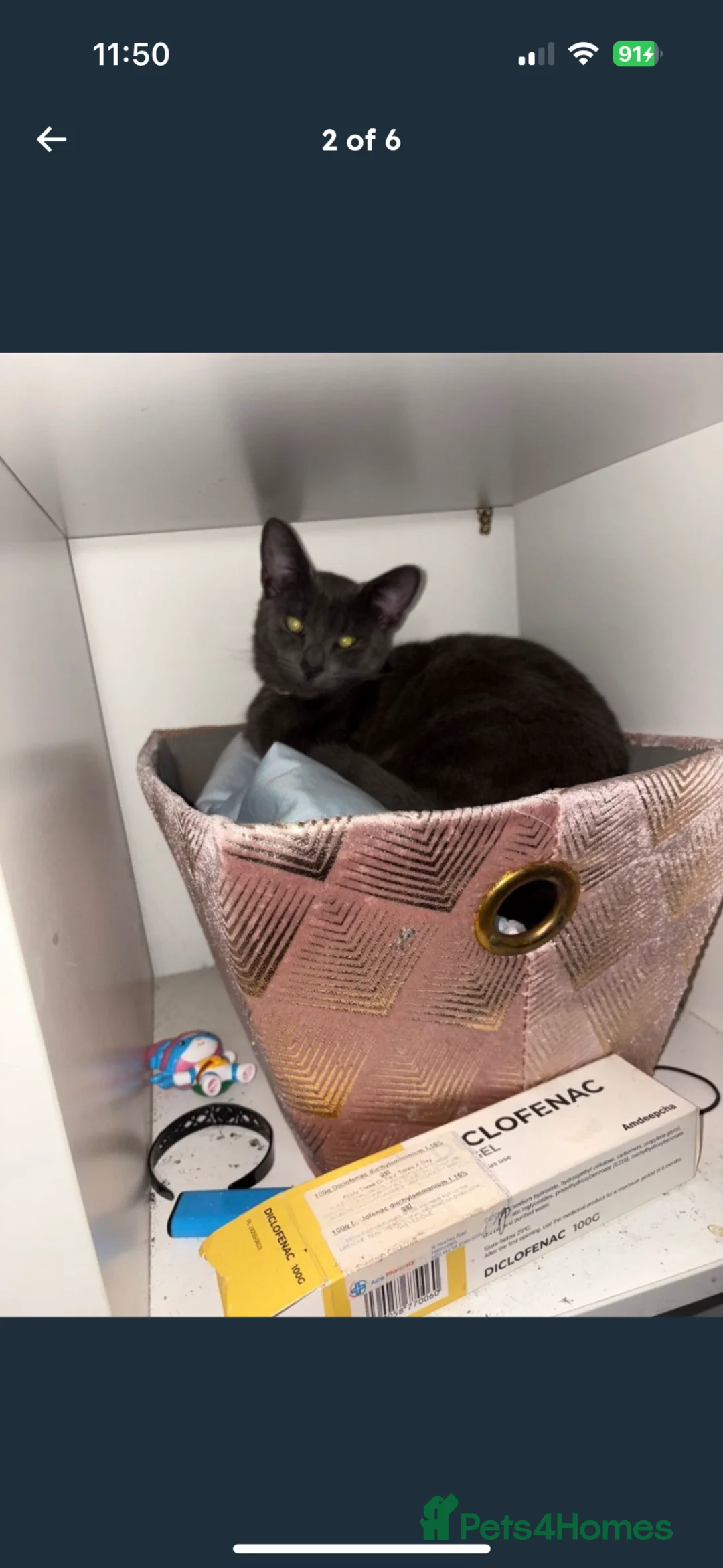 Russian Blue cats for sale: Female Russian blue  in Batley - Advert 2