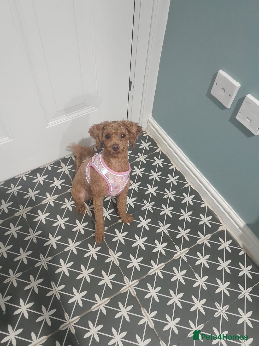 Poodle dogs for sale: Female  **  Poodle - Advert 3