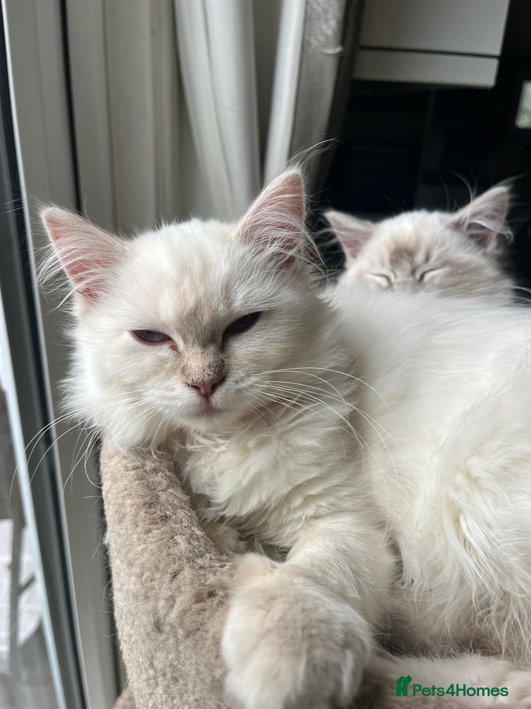 Ragdoll cats for sale: Gorgeous Tica female ragdoll kitten  - Advert 3
