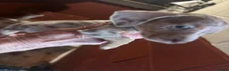 Dachshund dogs for sale: Dachshund puppies  - Advert 7