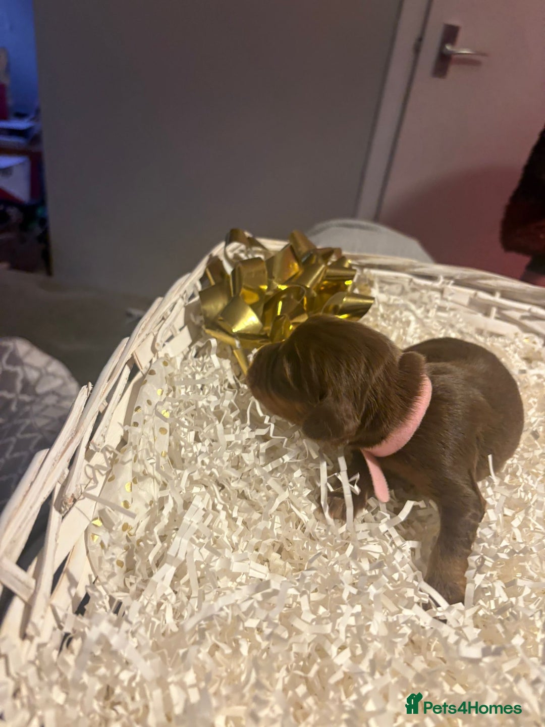 Cocker Spaniel dogs for sale: stunning cocker spaniel pups ready soon - Advert 7