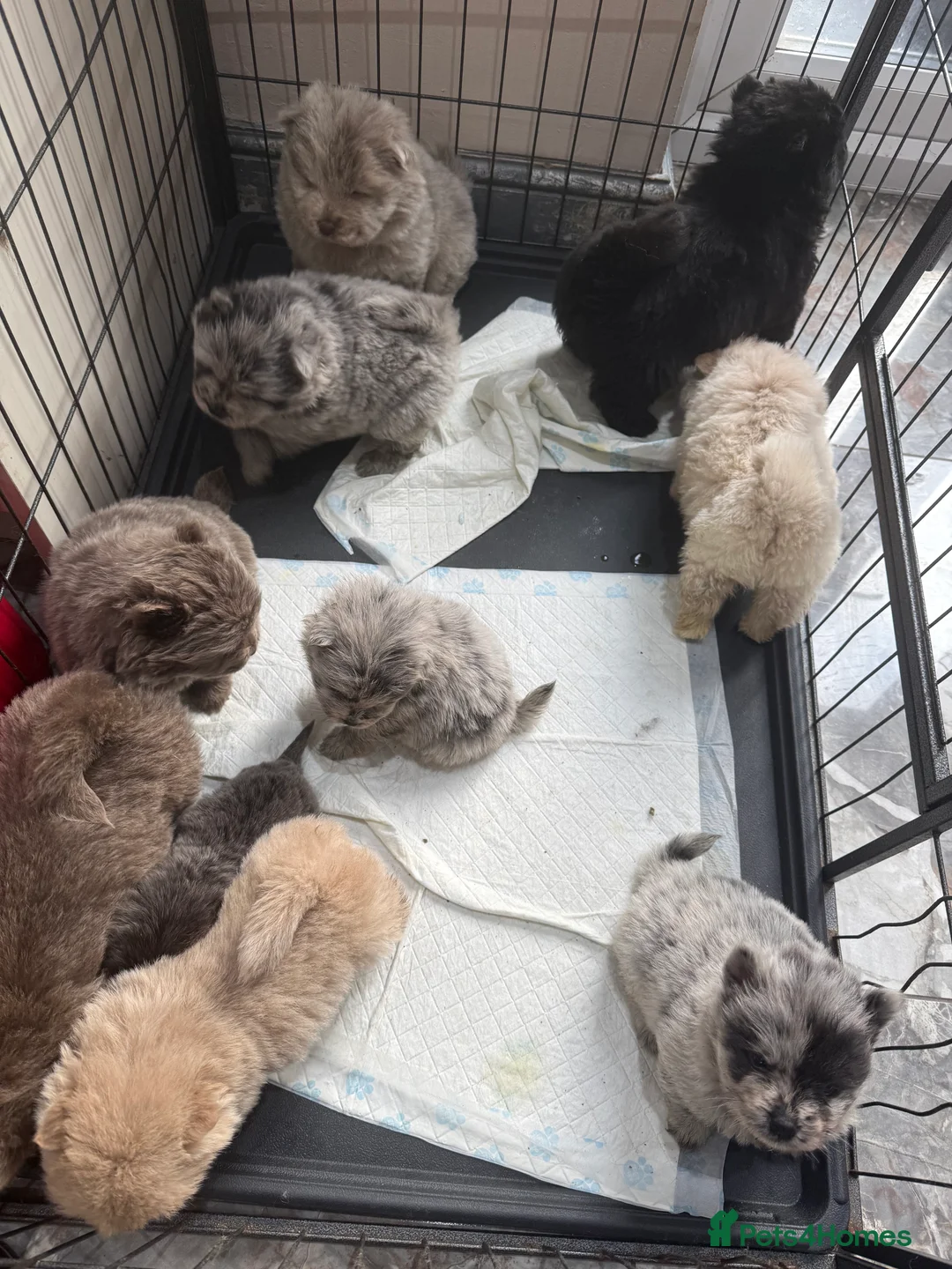 Chow Chow dogs for sale: Chow chow puppies  - Advert 4