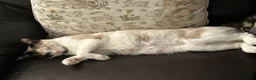 Ragdoll cats for sale: 3 year old ragdoll cross female  - Advert 2