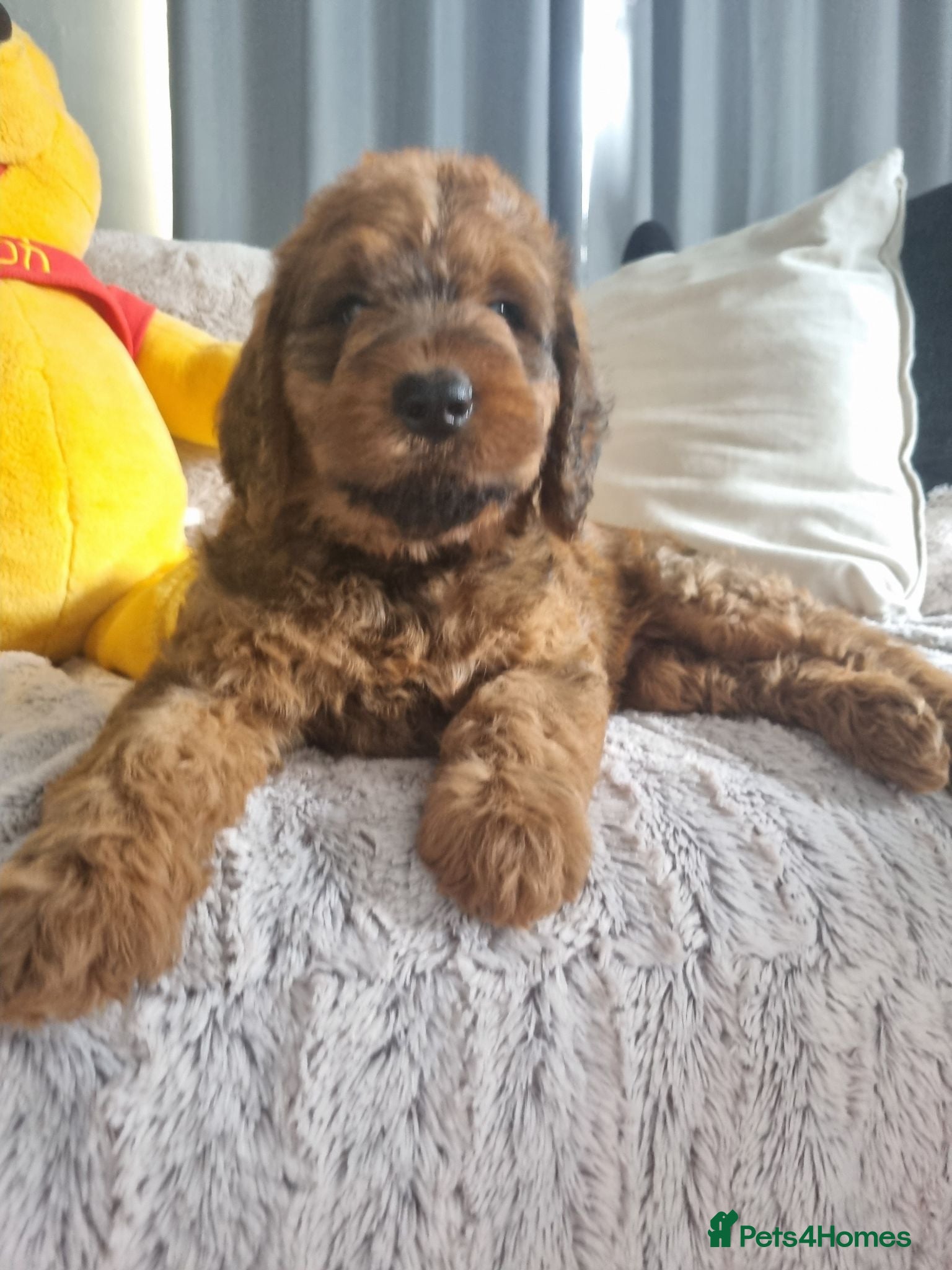 Saint Berdoodle dogs for sale: F1B SAINT BERNADOODLE - Advert 1
