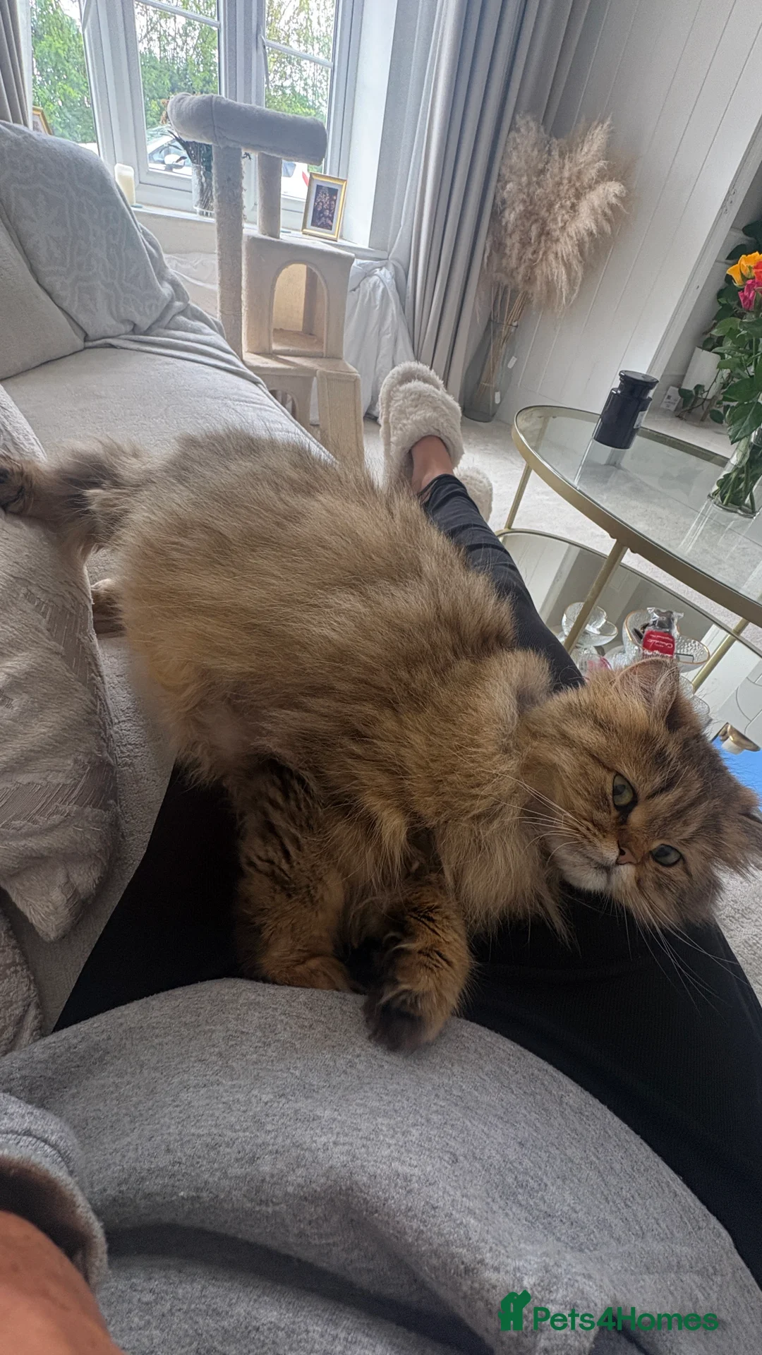 Persian cats for sale: Persian x ragdoll long hairs kittens  - Advert 2