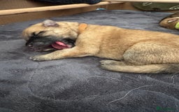 Mixed Breed dogs for sale: Beautiful Inca & handsome Nanuq PUPDATE x2  - Image 9