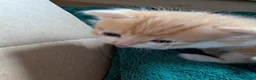 Maine Coon cats for sale: 3 gorgeous orange and white boys in Durham - Advert 4