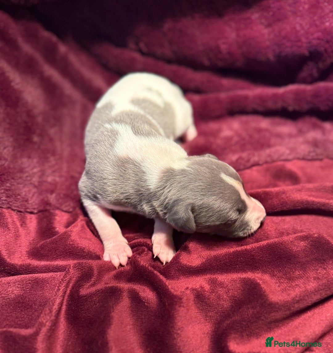 Whippet dogs for sale: 3 Stunning Whippet Boy's available  - Advert 30