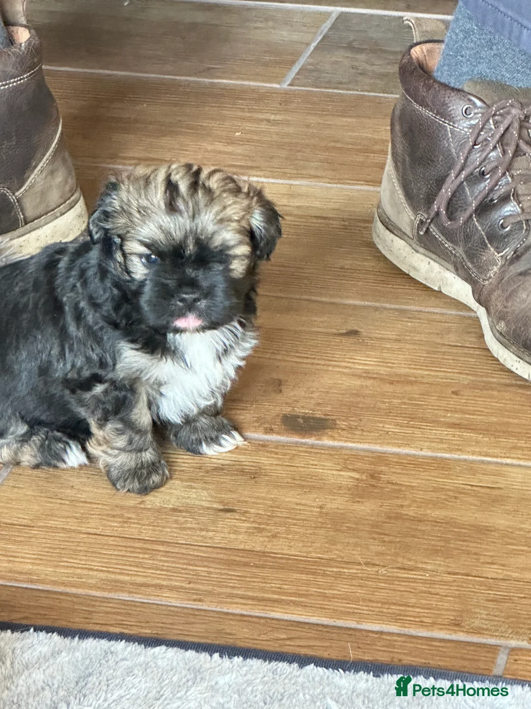 Lhasa Apso dogs for sale: Lhasa Apso pups for sale  - Advert 10
