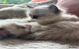 Ragdoll cats for sale: Beautiful girl for loving home  - Image 7
