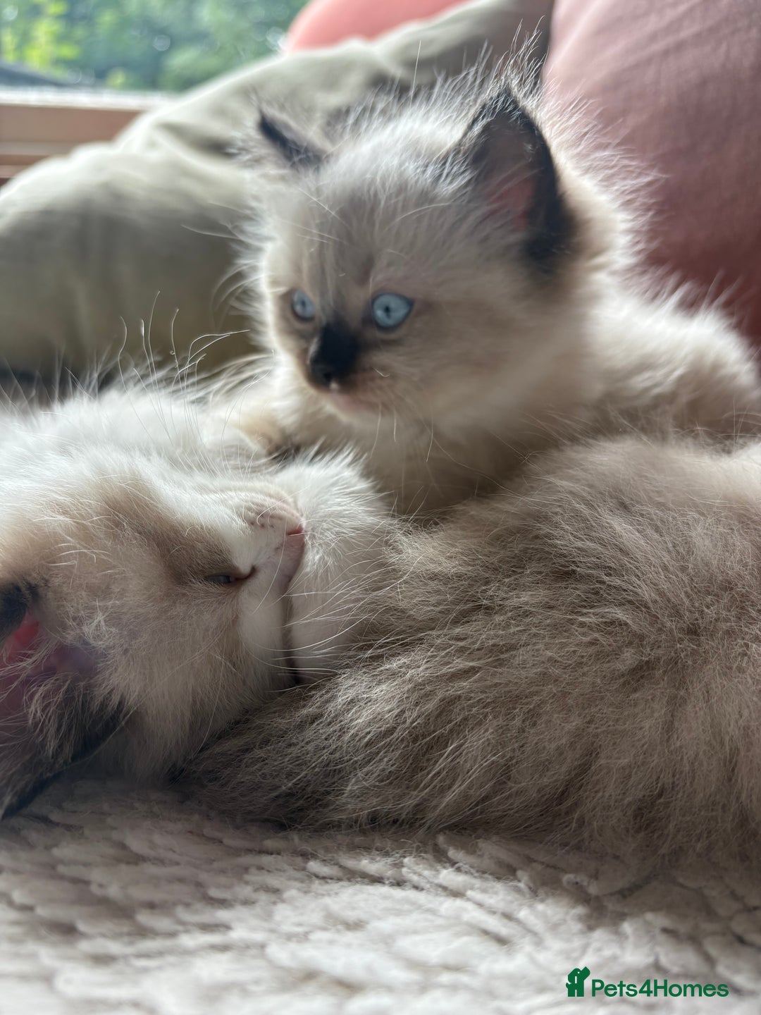 Ragdoll cats for sale: Beautiful girl for loving home  - Image 7