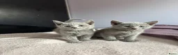 Russian Blue cats for sale: TICA PURE PEDIGREE RUSSIAN BLUE KITTENS  - Advert 4