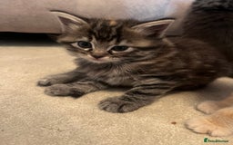 Ragdoll cats for sale: Ragdoll x kittens. Tabby and apricot and cream - Image 8