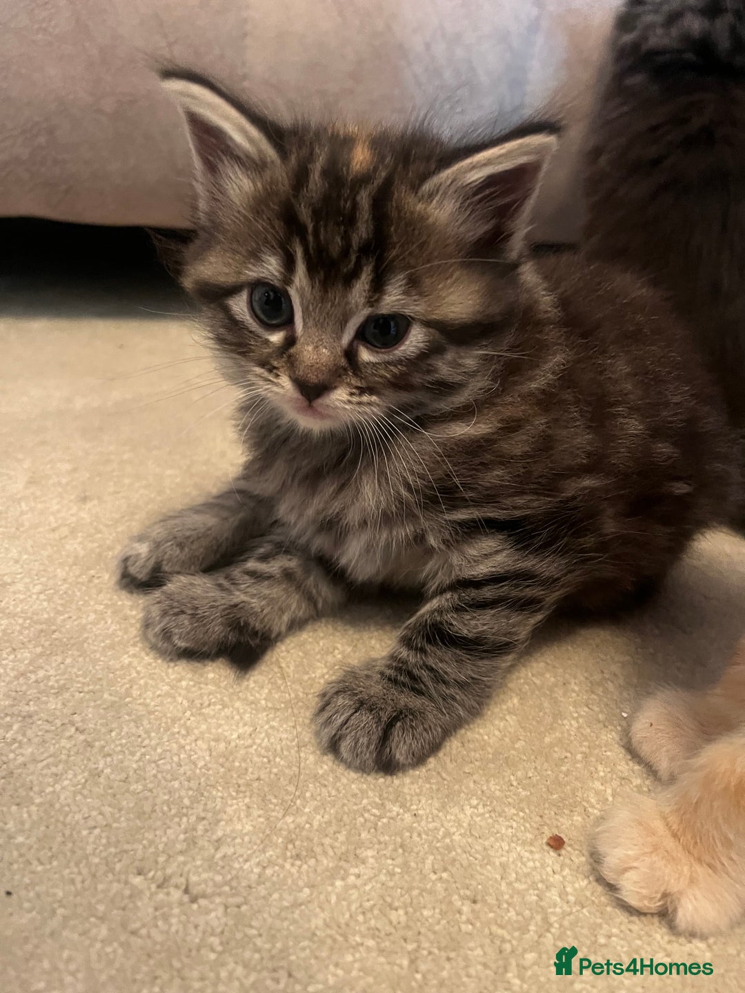 Ragdoll cats for sale: Ragdoll x kittens. Tabby and apricot and cream - Image 8