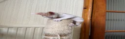 Cornish Rex cats for sale: Beautiful kittens  - Advert 12