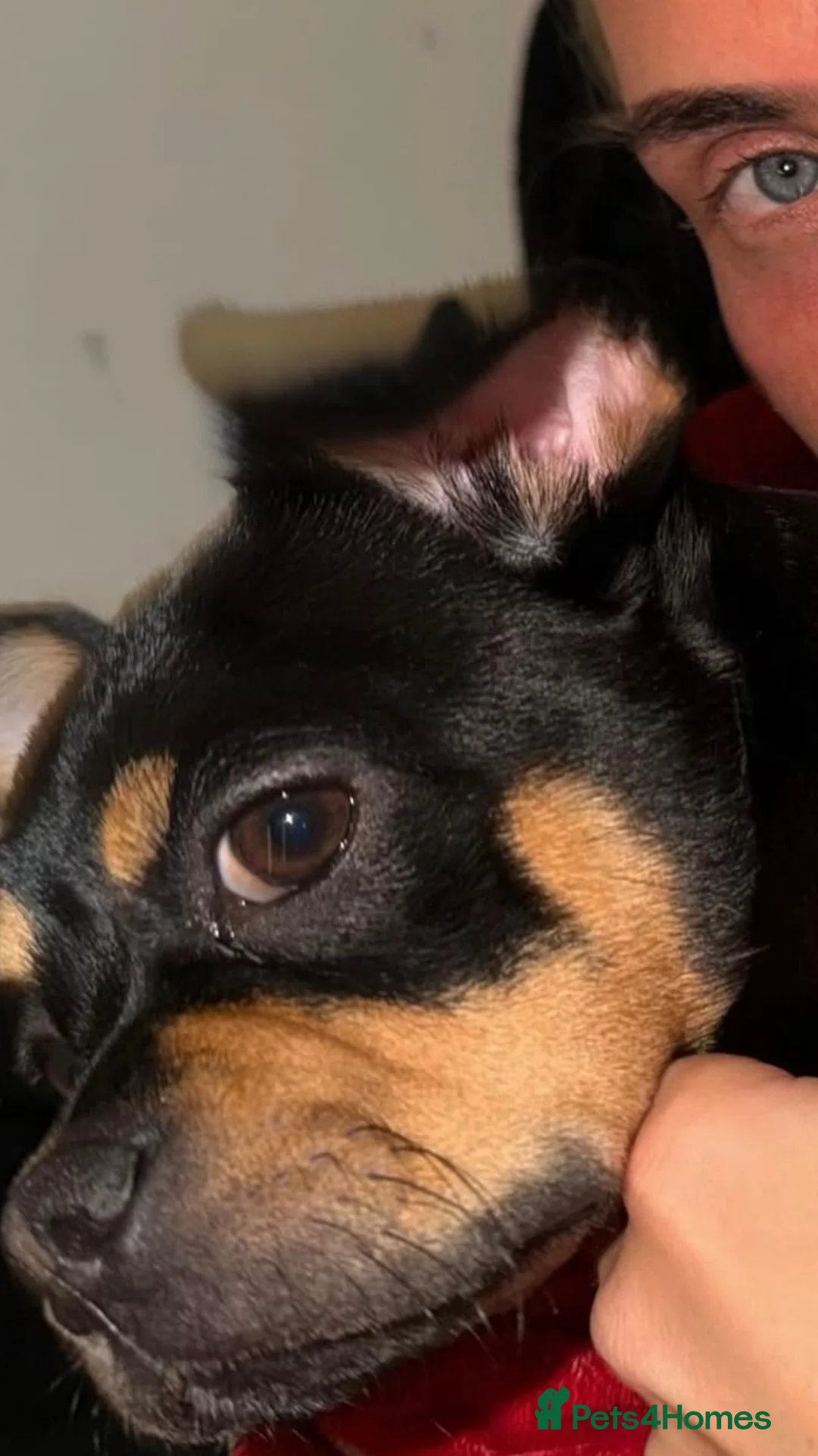Mixed Breed dogs for sale: Dog for sale in Haslemere - Advert 2