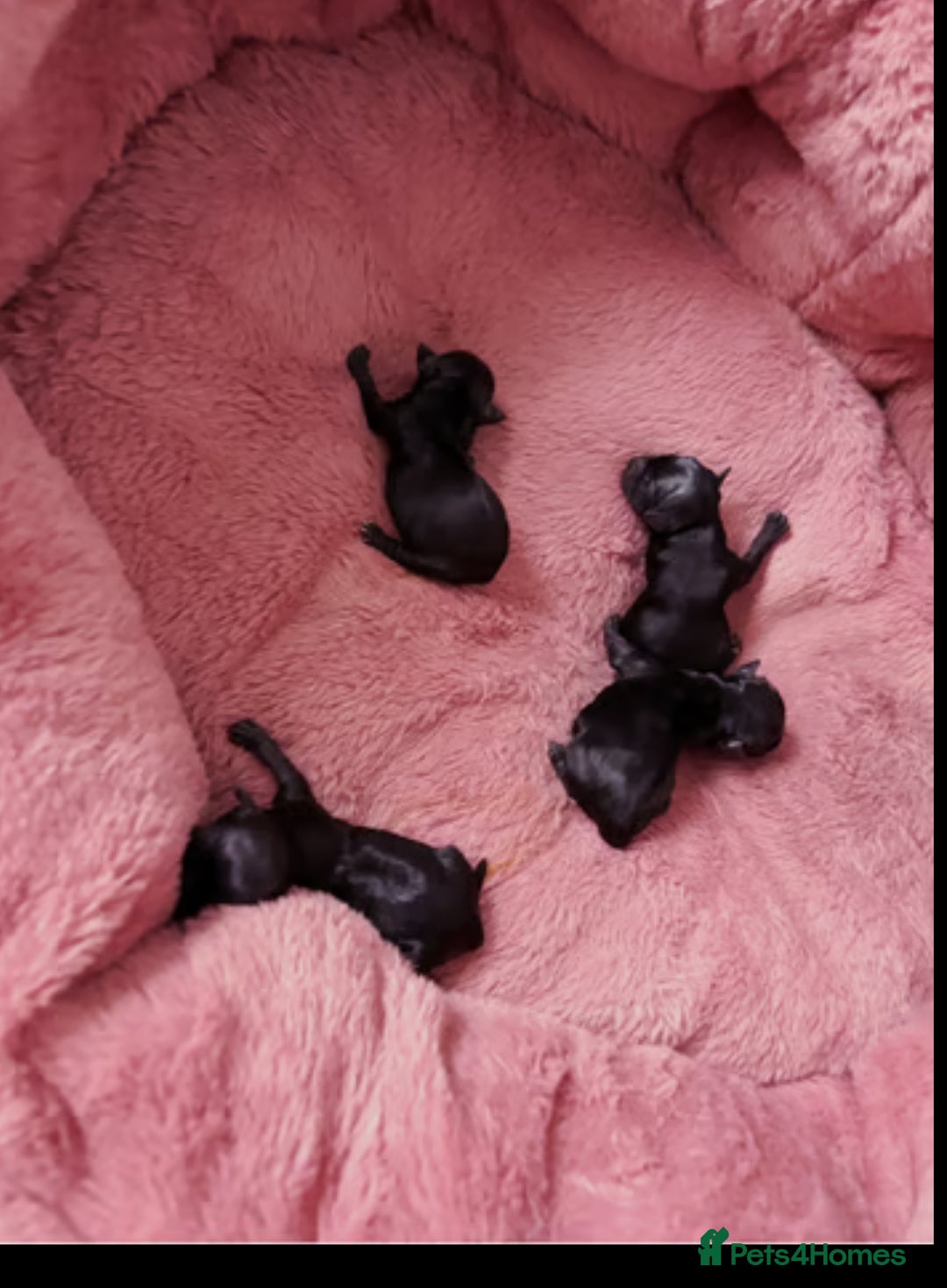 Yorkshire Terrier dogs for sale: Yorkshire terrier Tea cup puppies 480g at 8 weeks - Image 15