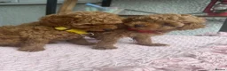 Maltipoo dogs for sale: Beautiful Maltipoo Puppies –2 Boys & 2 Girls - Advert 11