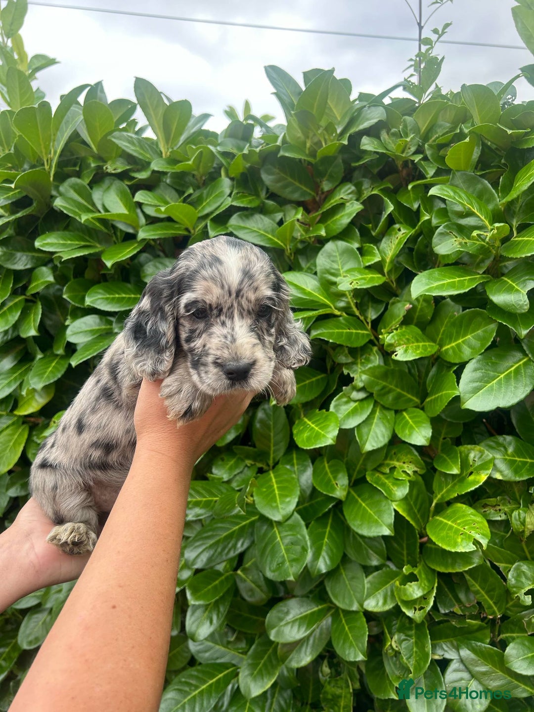 Cocker Spaniel dogs for sale: Beautiful litter of working cocker spaniel puppy’s - Image 3