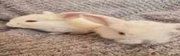 French Lop rabbits for sale: Blue Eye Pedigree French Lop - Advert 12
