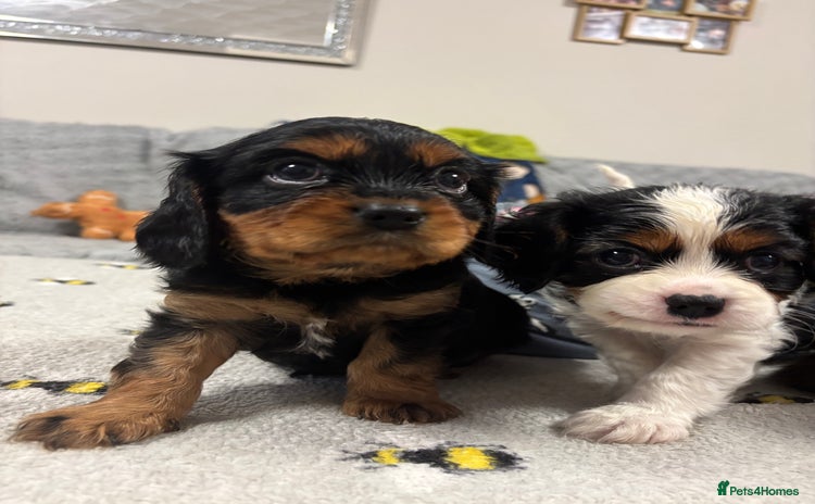 Cavalier King Charles Spaniel dogs - Advert 1