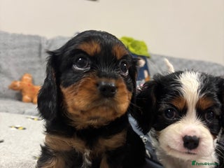 Cavalier King Charles Spaniel dogs - Advert 7