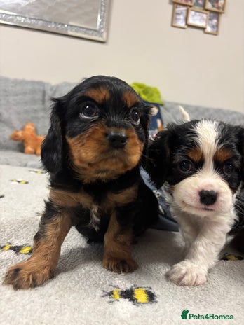 Cavalier King Charles Spaniel dogs - Advert 3