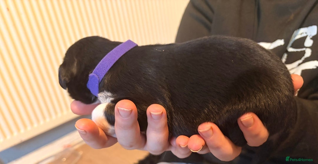 Mixed Breed dogs for sale: Border collie mix pups - Advert 9