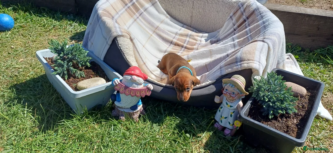 Dachshund dogs for sale: OUTSTANDING KC reg, smooth,standard dachshund  - Advert 2