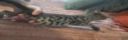 Savannah cats for sale: F3 savannah kittens - Advert 25