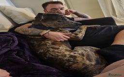 Mixed Breed dogs for sale: Beautiful Rocco looking for 5⭐️ home - Image 2